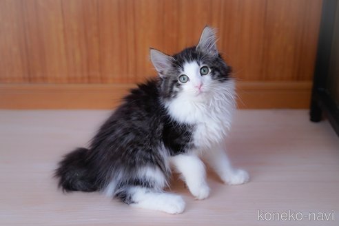 成約済の愛知県のノルウェージャンフォレストキャット-101458の14枚目